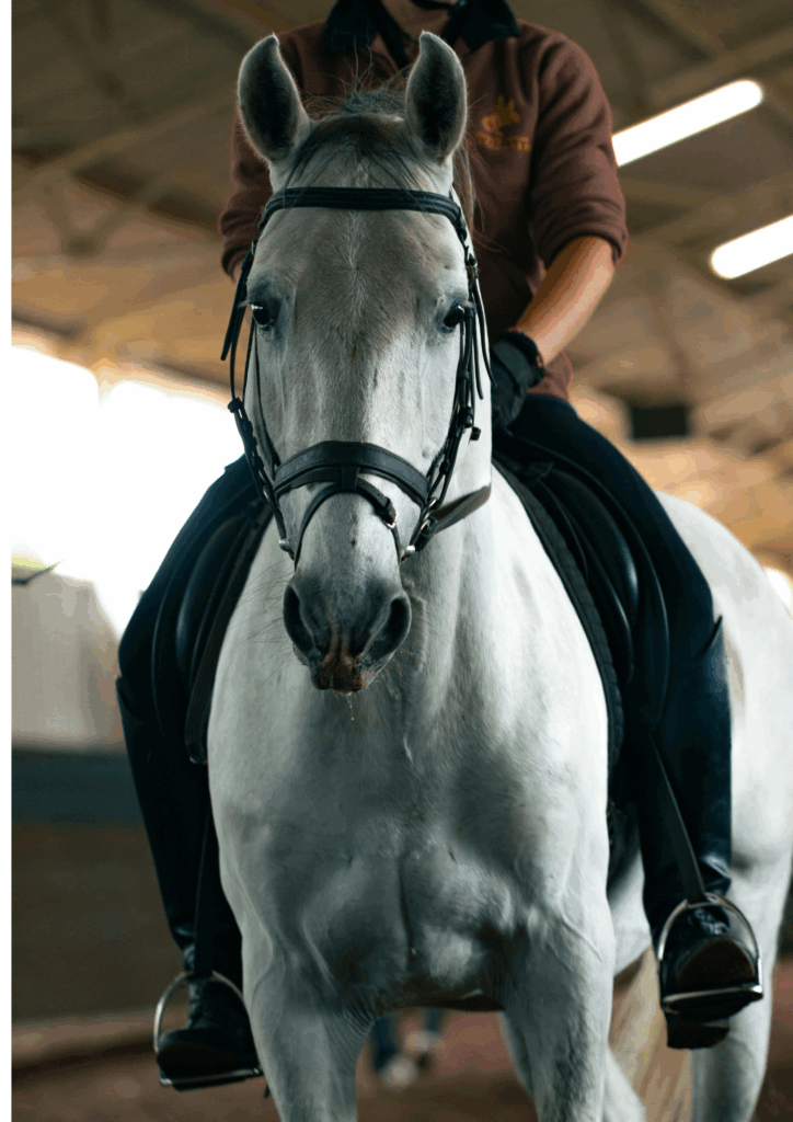 Klassisches Reiten Pferdeausbildung und Reitunterricht in Bern