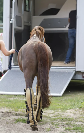 Ein Pony wird entspannt in einen Hänger verladen.